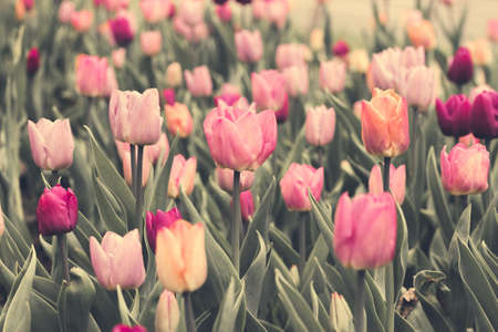 A stone walk winds in the garden, tulips are bloomingの写真素材