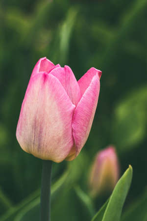 Spring, a public city park tulips closeup outdoors - imageの写真素材