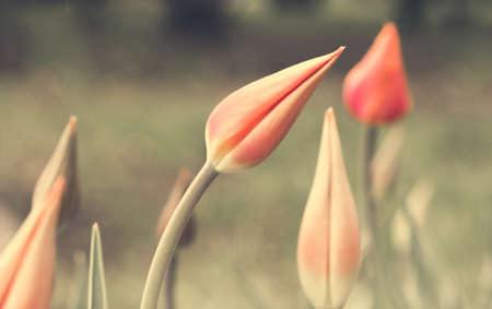 Spring, a public city park with footpaths outdoorsの写真素材
