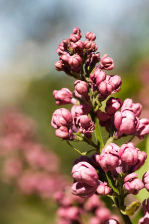 Bouquet of purple lilac flowers on defocused background outdoors - Imageの写真素材