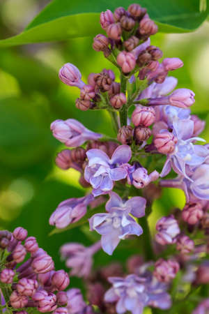 Flowering branch of lilac close-up in nature on a sunny day outdoorsの写真素材