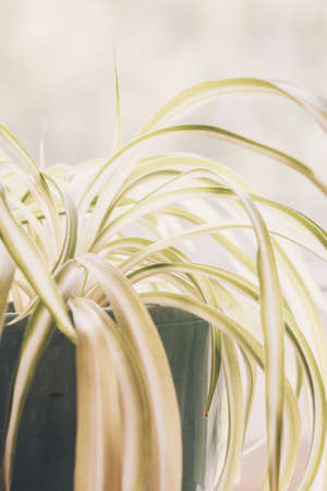 hlorophytum, indoor potted plant, close-up vintage pastel toningの写真素材