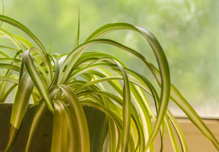 Chlorophytum, indoor potted plant, close-up sunny day