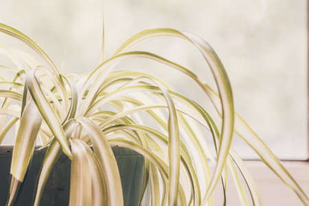 Chlorophytum, indoor potted plant, close-up pastel processingの写真素材