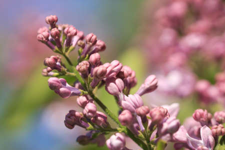 Bouquet of purple lilac flowers on defocused background outdoorsの写真素材