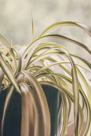 Chlorophytum, indoor potted plant, close-up vintage pastel toning indoors - imageの写真素材