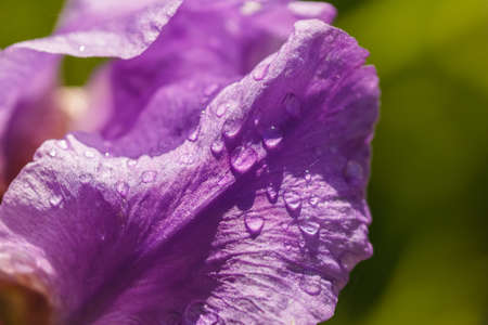 Abstraction of a purple iris flower  imageの写真素材