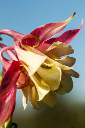 Aquilegia on a blue background close-up macro outdoors image verticalの写真素材
