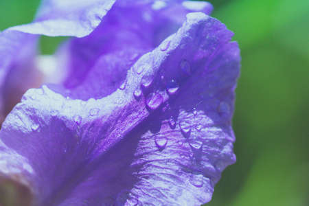 Abstraction blue iris flower after rain pastel outdoors imageの写真素材