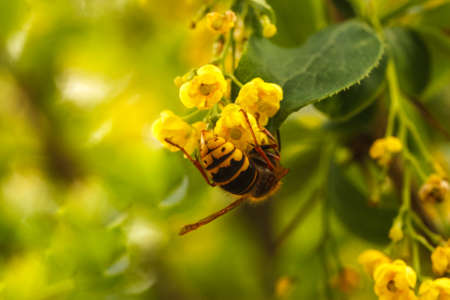 Spring blooming yellow bush bee on flower outdoorsの写真素材