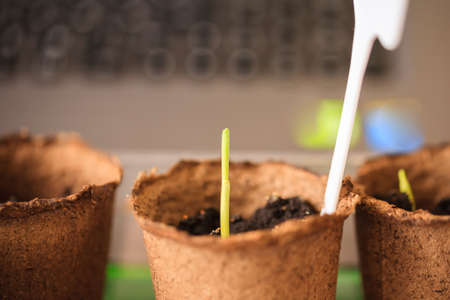 Macro seedlings growing in peat pots blur background indoorsの写真素材