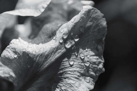 Black and white abstraction iris flower after rain pastel image outdoorsの写真素材