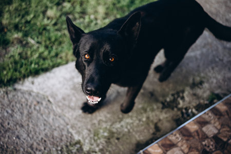 Black dog on the street. Selective focus. Shallow depth of field.