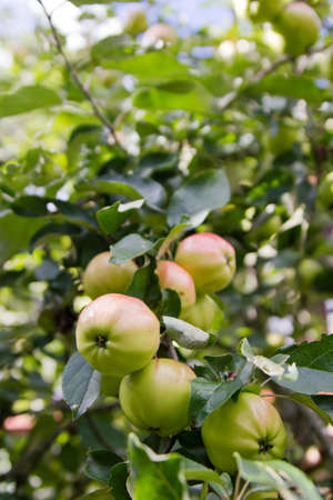 tasty apples on a branchの写真素材