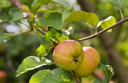 tasty apples on a branchの写真素材