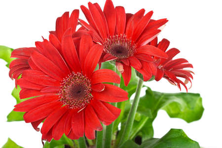 Red gerbera flowerの写真素材