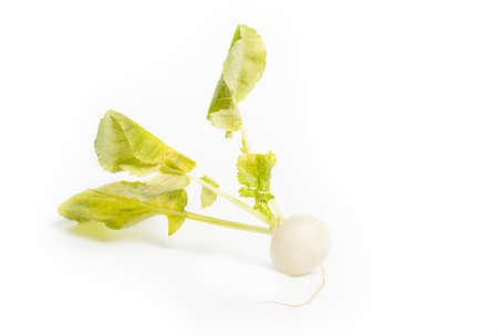 Fresh radish on white background