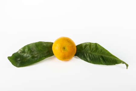 Mandarin fruit with leaves on white backgroundの写真素材