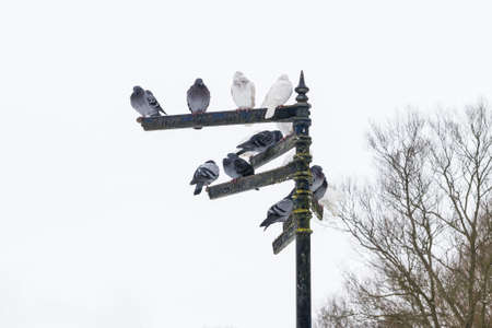 pigeons sitting on indexes in St Albans, Englandの写真素材