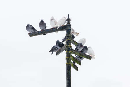 pigeons sitting on indexes in St Albans, Englandの写真素材