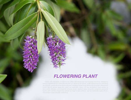 flowering heather plantの写真素材