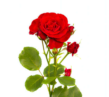 Red rose flower on white backgroundの写真素材