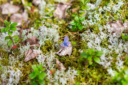 Butterfly on a forest mossの写真素材