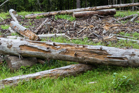 deforestationの写真素材