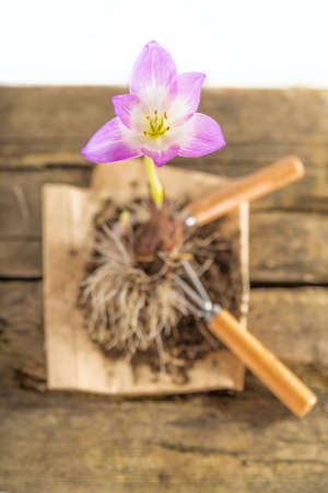 Gardening Seriesの写真素材