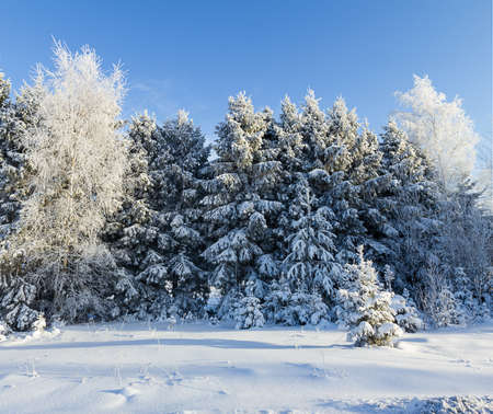 russian winter forest road in snowの写真素材
