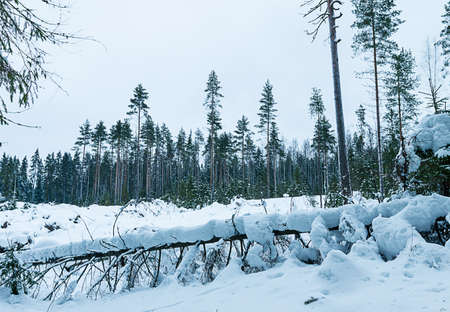 russian winter forest in snowの写真素材