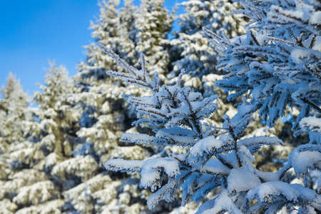 Russian winter forest in snowの写真素材