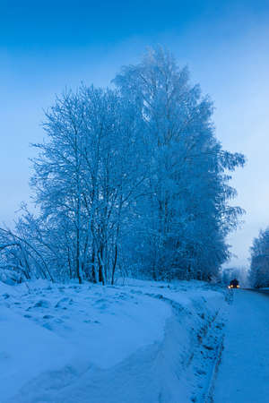 Russian winter forest in snowの写真素材
