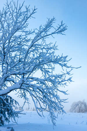 Russian winter forest in snowの写真素材