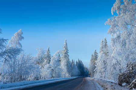 Russian winter forest in snowの写真素材