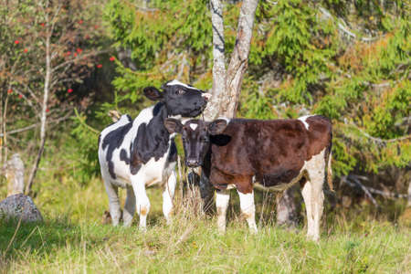 Cow on a meadowの写真素材