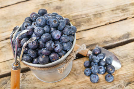 Blueberriesの写真素材