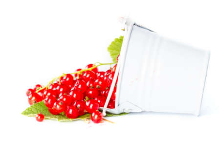 Red currentの写真素材