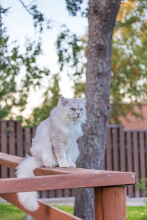 Cat outdoorsの写真素材