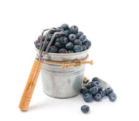 Blueberriesの写真素材