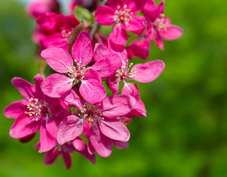 blossom treeの写真素材