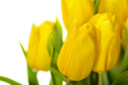 Yellow tulip flowersの写真素材