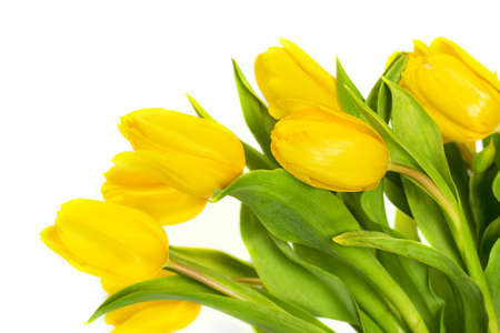 Yellow tulip flowersの写真素材