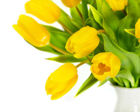 Yellow tulip flowersの写真素材