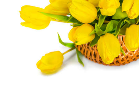 Yellow tulip flowersの写真素材