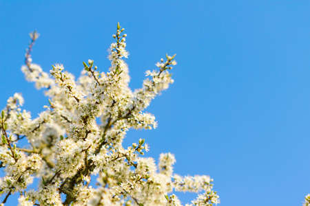 blossom treeの写真素材