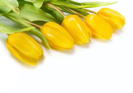 Yellow tulip flowersの写真素材