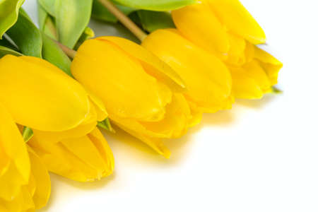 Yellow tulip flowersの写真素材