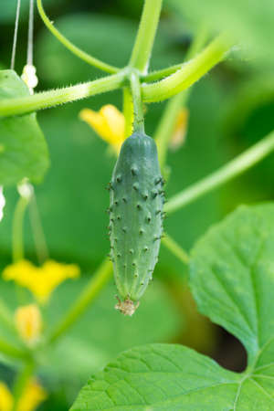 Cucumber in gardenの写真素材