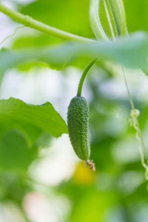 Cucumber in gardenの写真素材